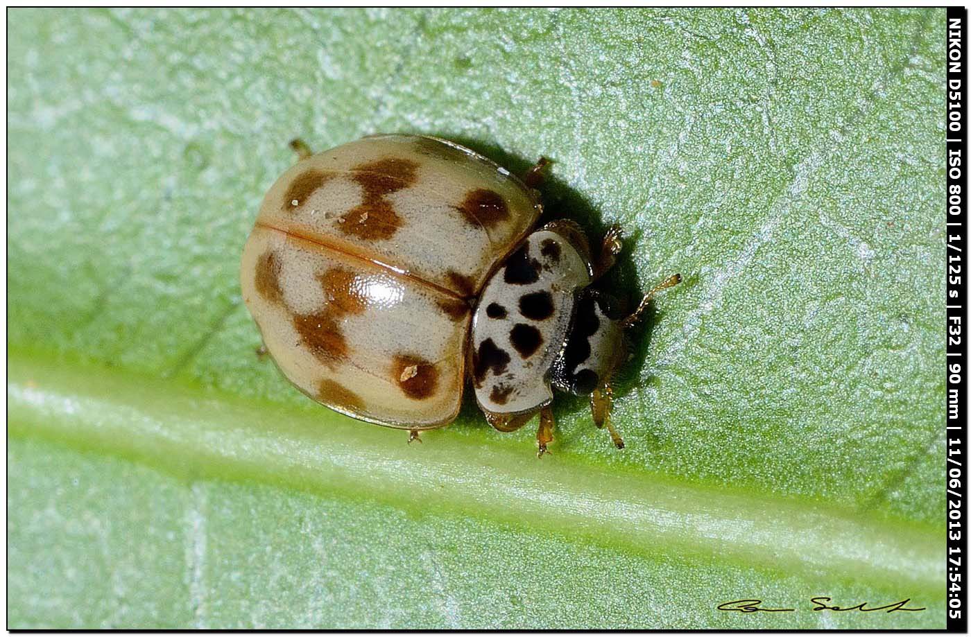 Coccinellidae da id. 2